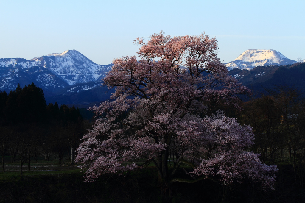 向野の桜③