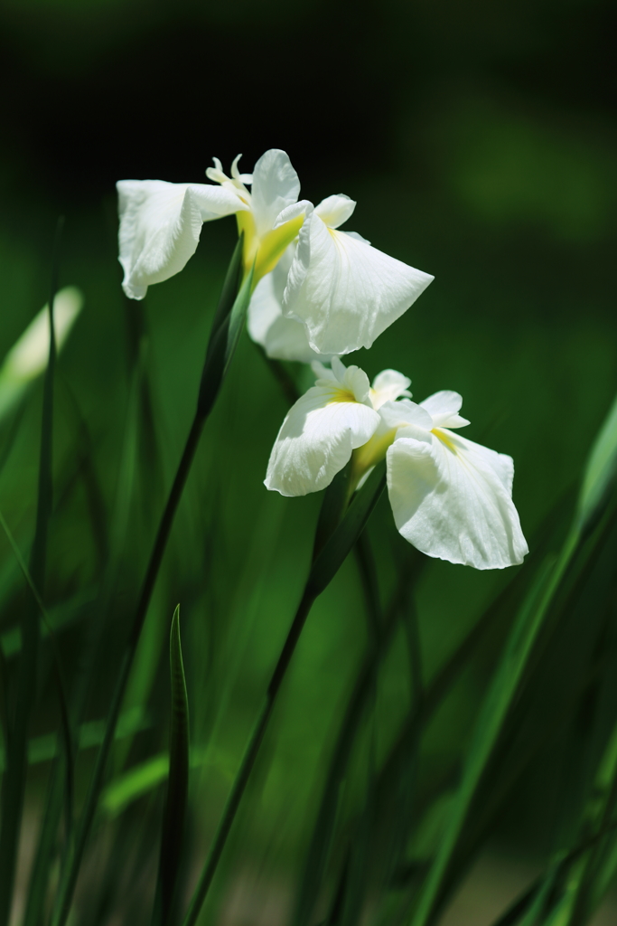 花しょうぶ