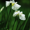 花しょうぶ
