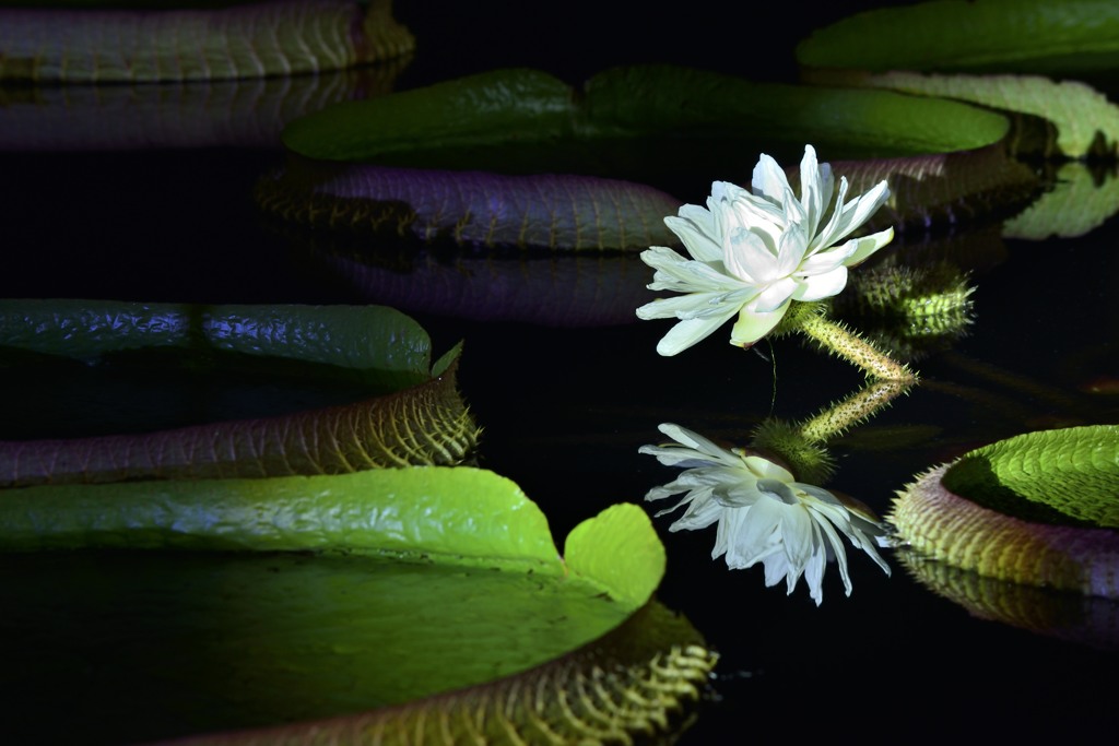 オオオニバスの花