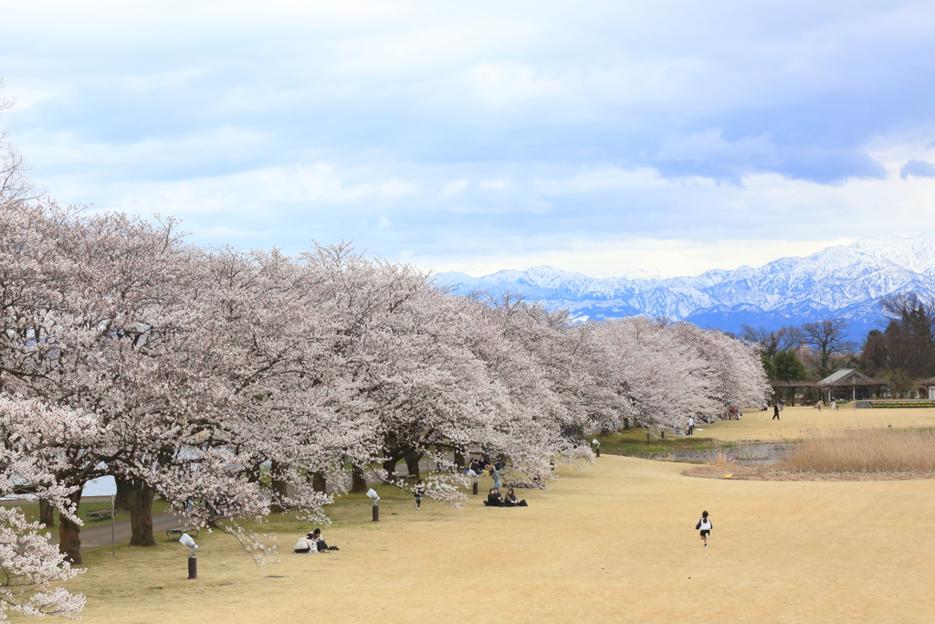 北アルプスと満開の桜