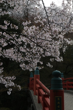 古城の桜