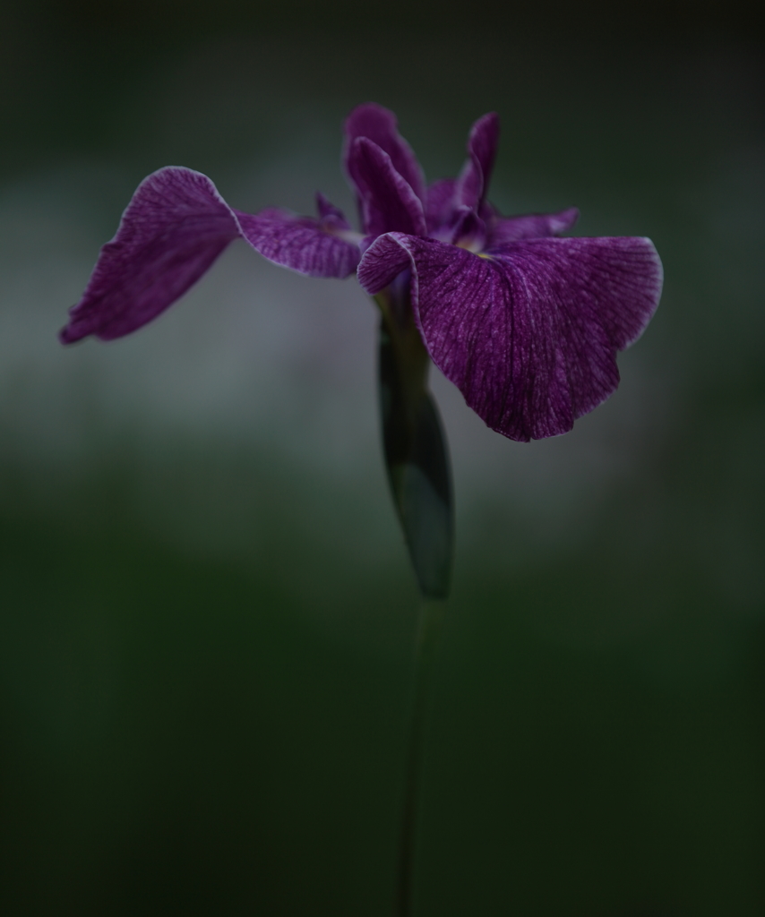 花しょうぶ