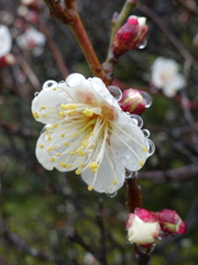 雨の白梅