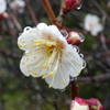 雨の白梅