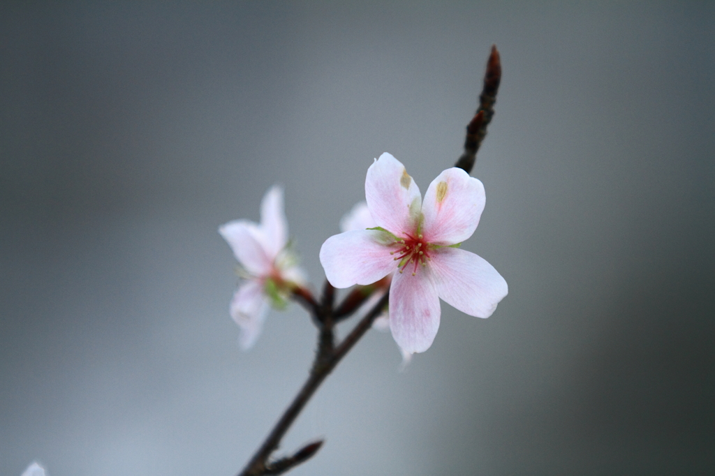 富山ゆかりの桜「コシノフユザクラ」