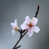 富山ゆかりの桜「コシノフユザクラ」