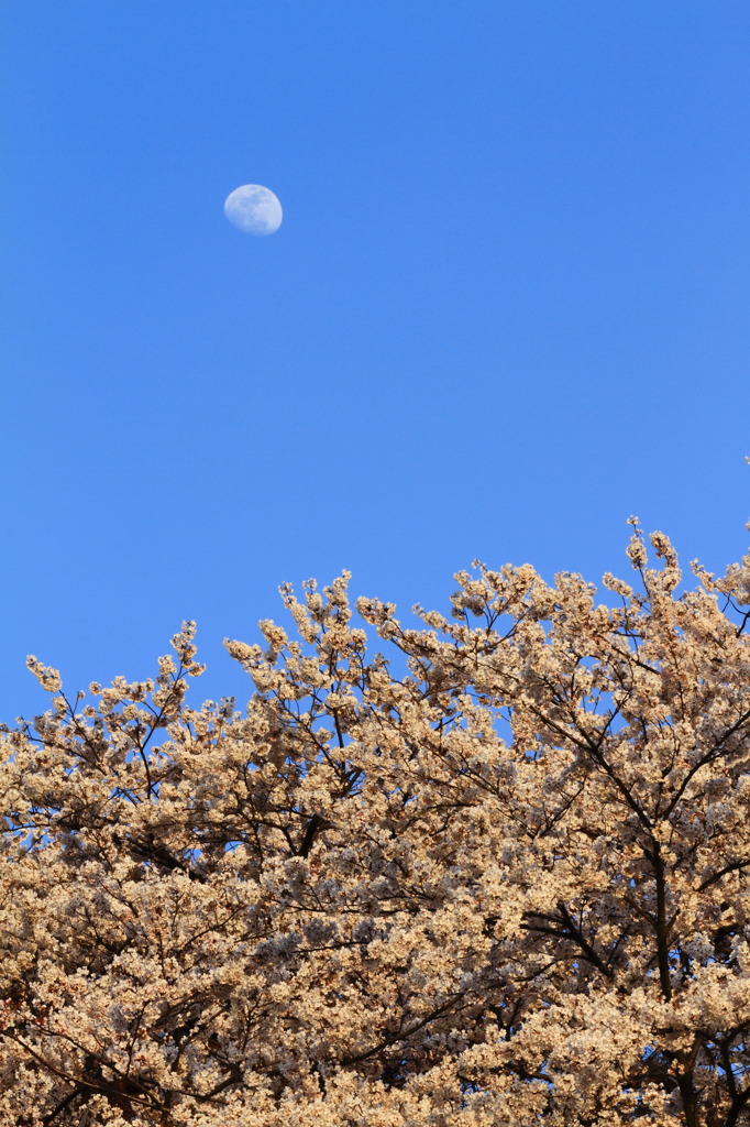 桜浪漫・お月さま