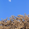 桜浪漫・お月さま