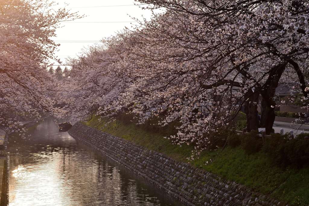 西日に輝く