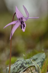 かたかごの花