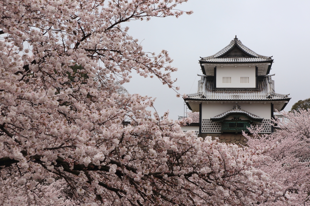 石川櫓と桜