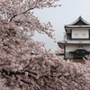 石川櫓と桜