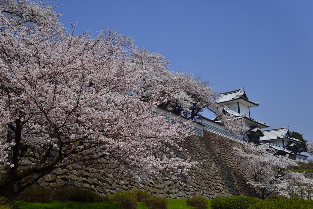 桜浪漫　in　金沢城