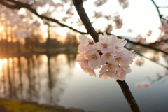 水辺の桜