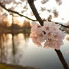水辺の桜