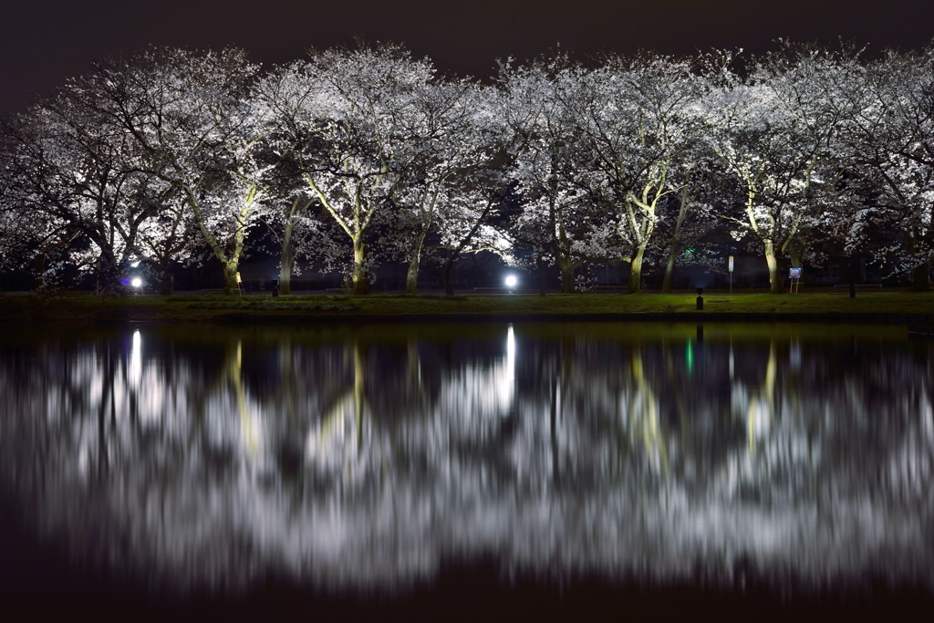 桜浪漫　in　富山県中央植物園