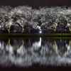 桜浪漫　in　富山県中央植物園