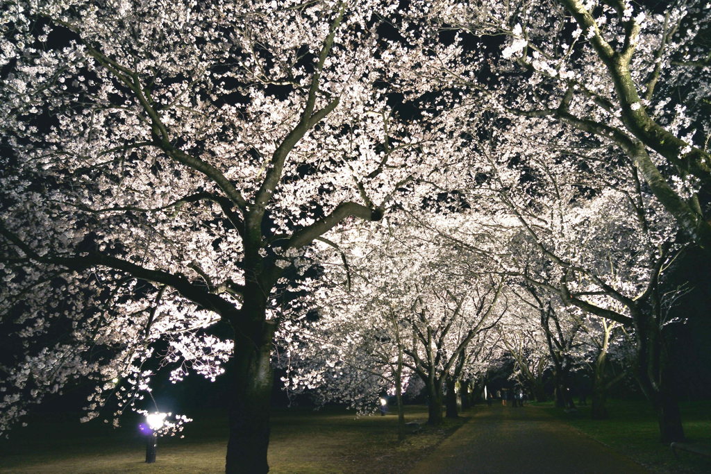 夜桜の宴