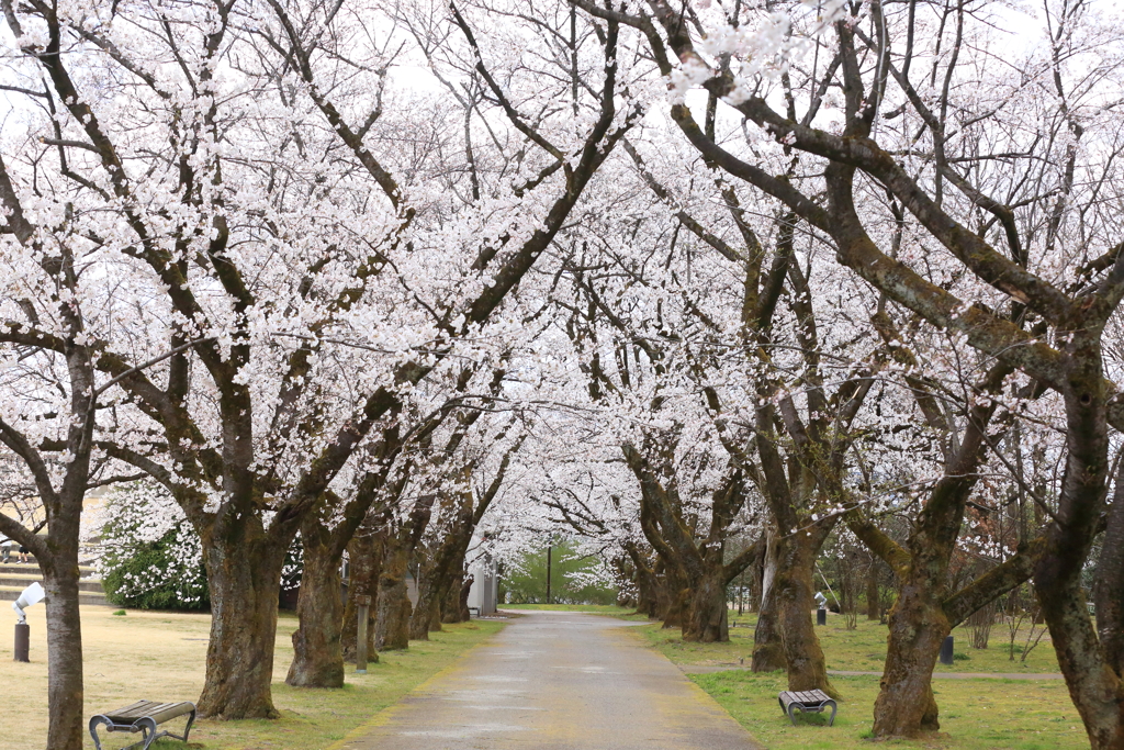 桜のプロムナード