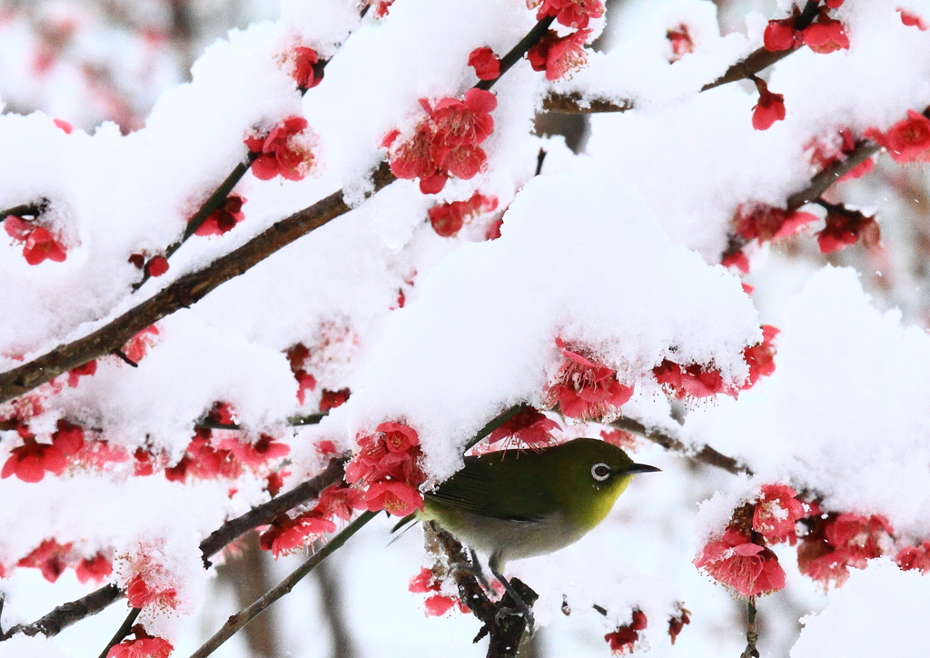 雪やどり
