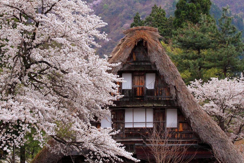 合掌の桜