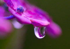 花しずく・紫陽花
