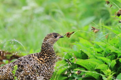 ライチョウの雌