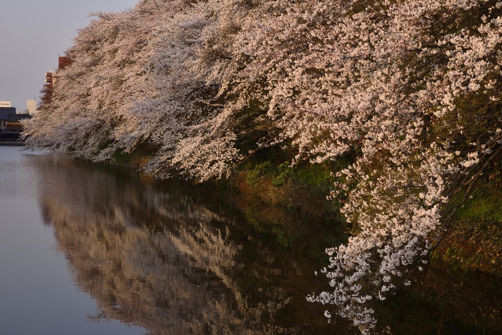 桜浪漫　in　高岡古城公園