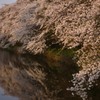 桜浪漫　in　高岡古城公園