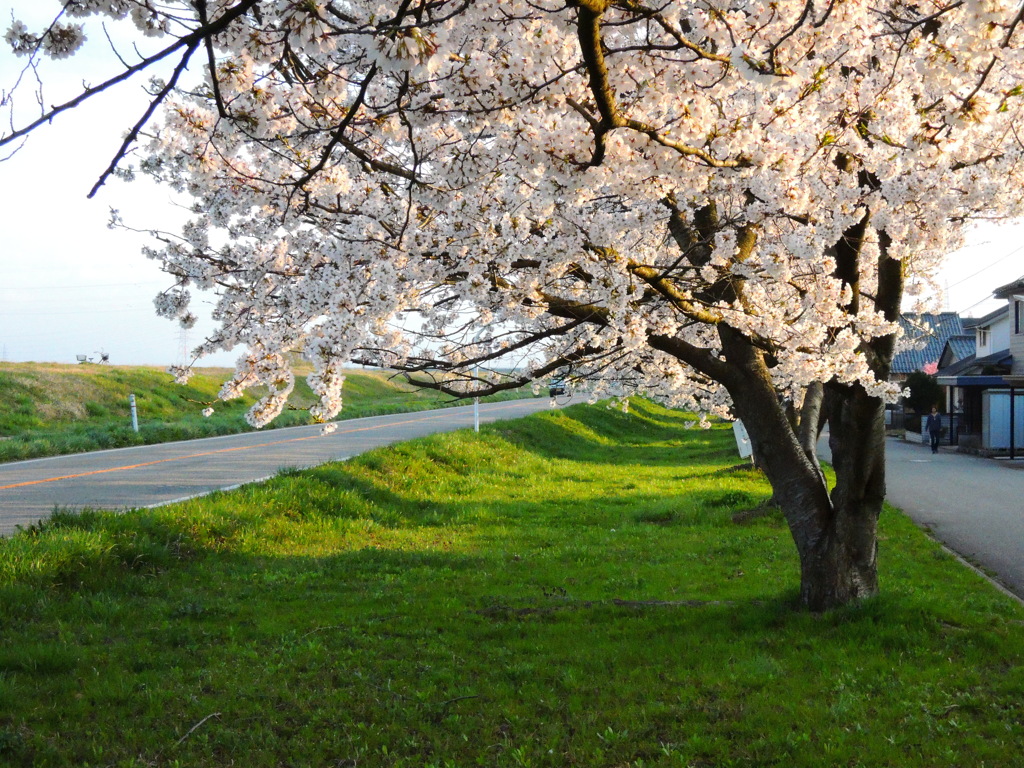 西日を浴びた桜