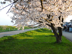西日を浴びた桜