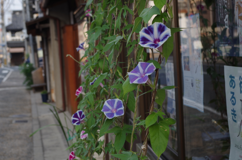 あさがお
