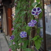 あさがお
