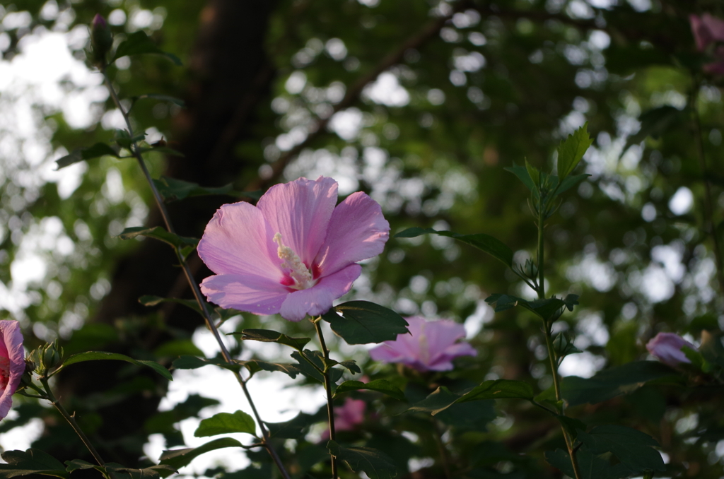 後楽園の花