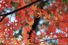 岡山後楽園　もみじ