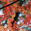 岡山後楽園　もみじ