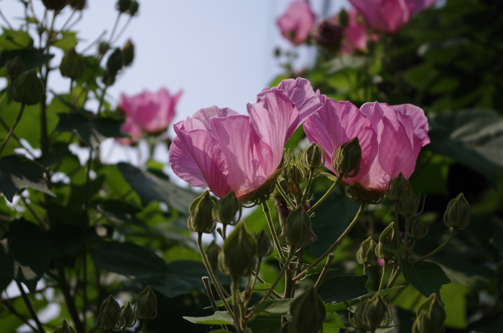 花