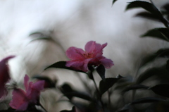 山茶花