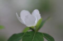 白い花
