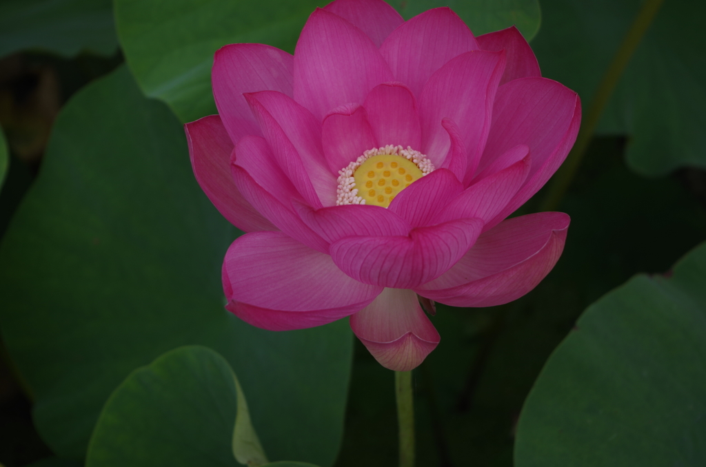 蓮