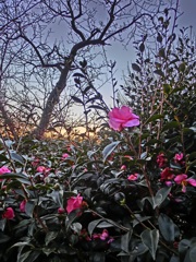 岡山後楽園　山茶花