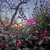 岡山後楽園　山茶花