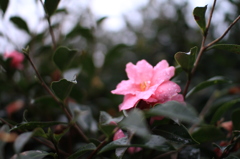 岡山後楽園　山茶花