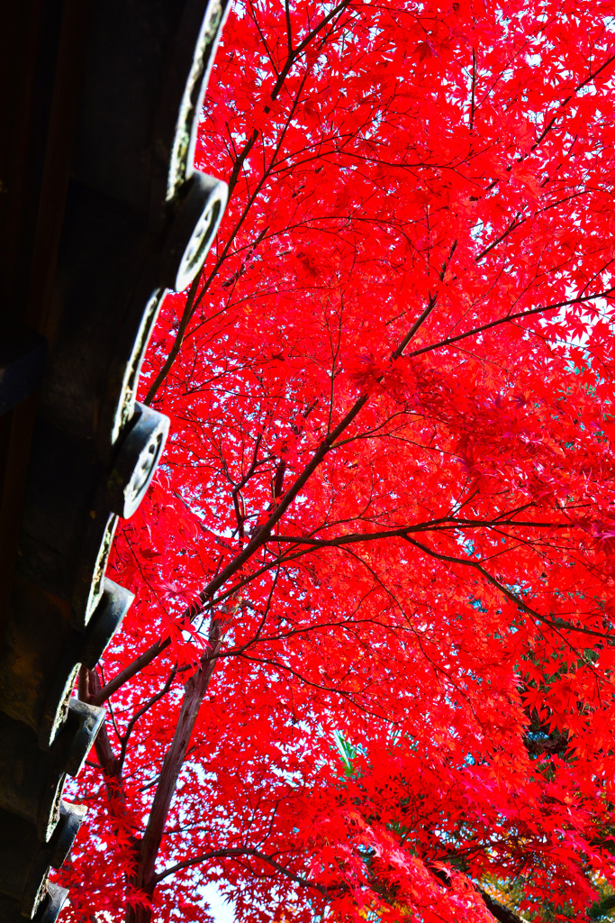 京都嵐山