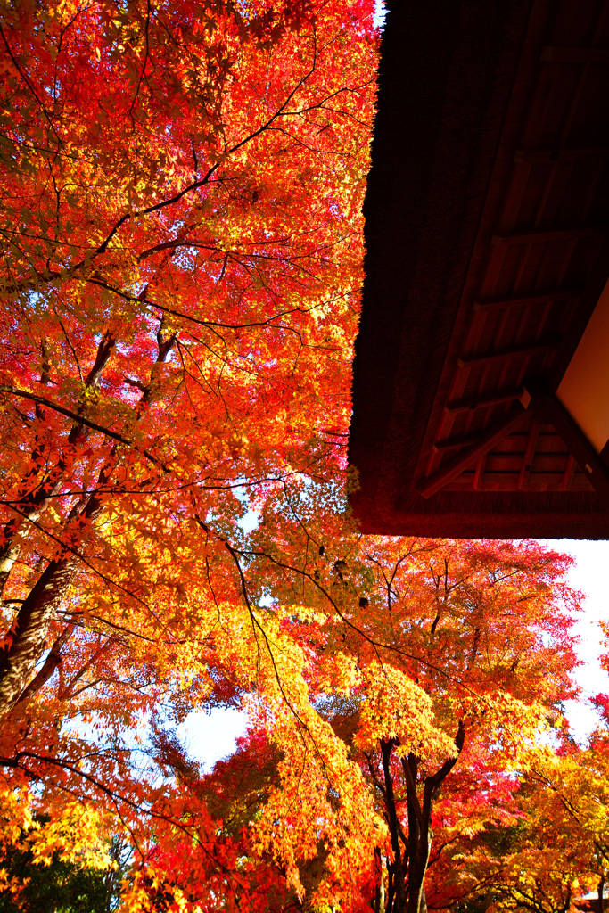 京都嵐山