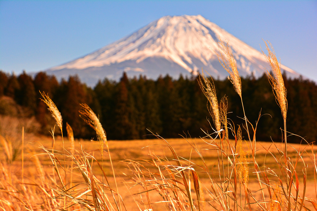 富士山