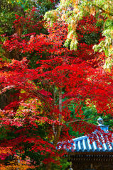 京都嵐山