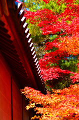 京都嵐山