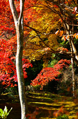 京都嵐山